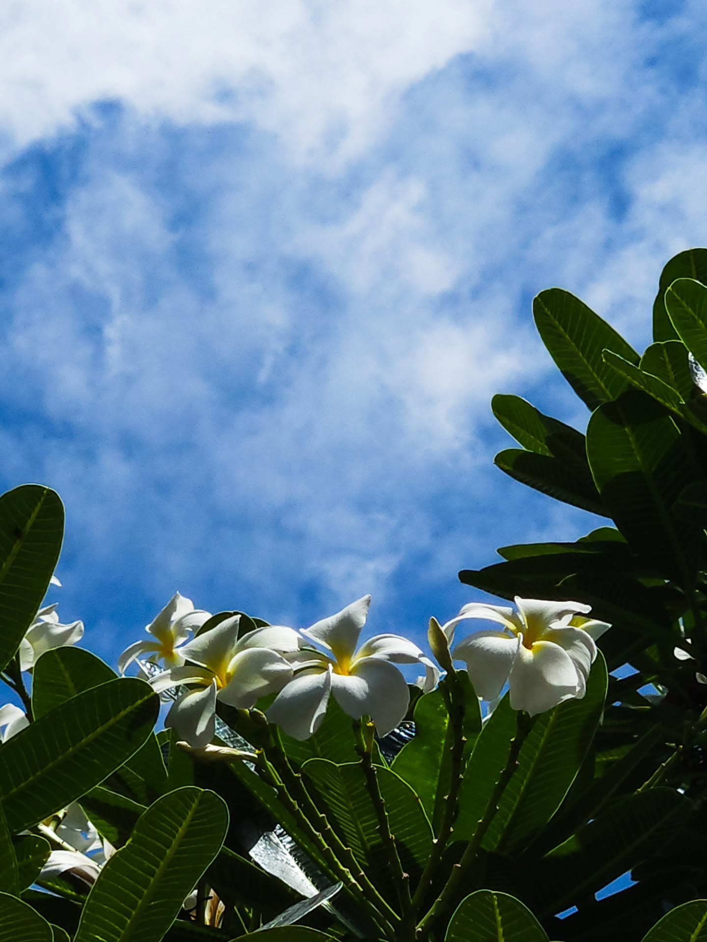 Flowers by the road — Earth